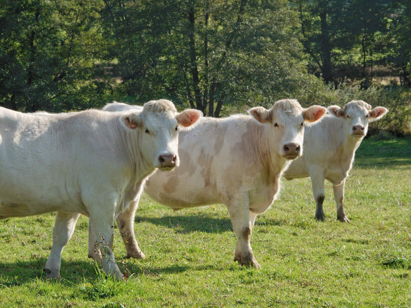 Charolais