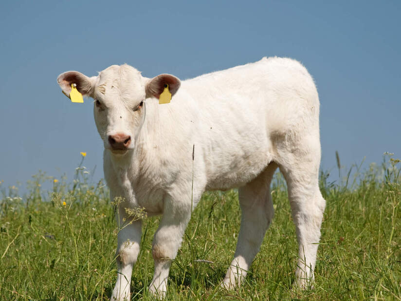 Charolais