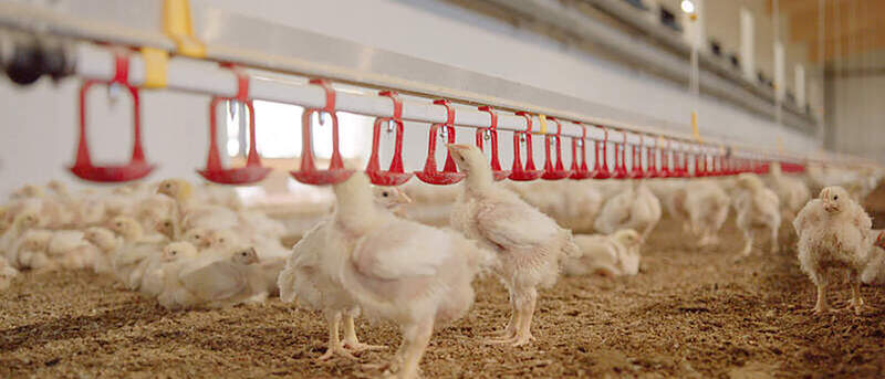 Artgerechte Tierhaltung Bild Bell Geflügel